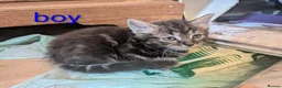 Mixed Breed cats for sale: Gorgeous Kittens Ready for their new homes now.  - Advert 27