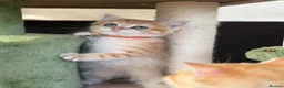 British Shorthair cats for sale: Beautiful British Sh golden kittens TICA - Advert 7