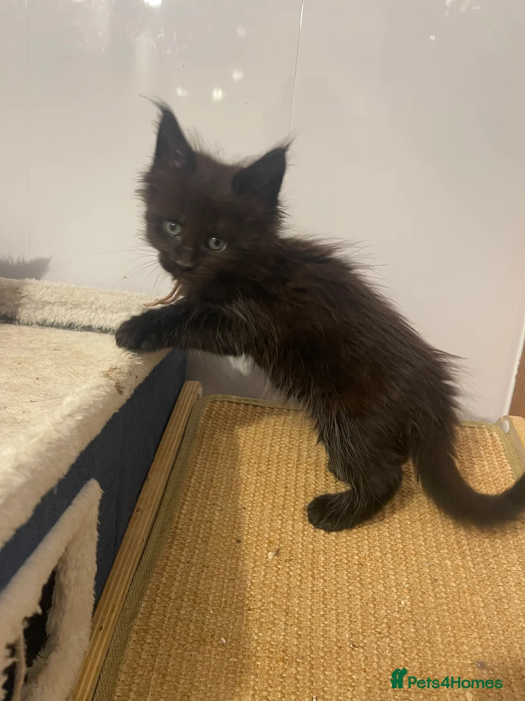 Maine Coon cats for sale: Maine coon - Advert 2