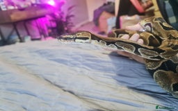 Python Snake reptiles for sale: Female Enchi Ball Python with Full Setup - Image 4