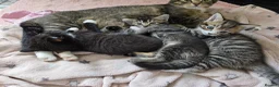Mixed Breed cats for sale: Beautiful kittens looking for their forever homes  - Advert 3