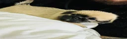 Mixed Breed dogs for sale: 5x Shih-tzu x Pug pups in Ayr - Advert 31