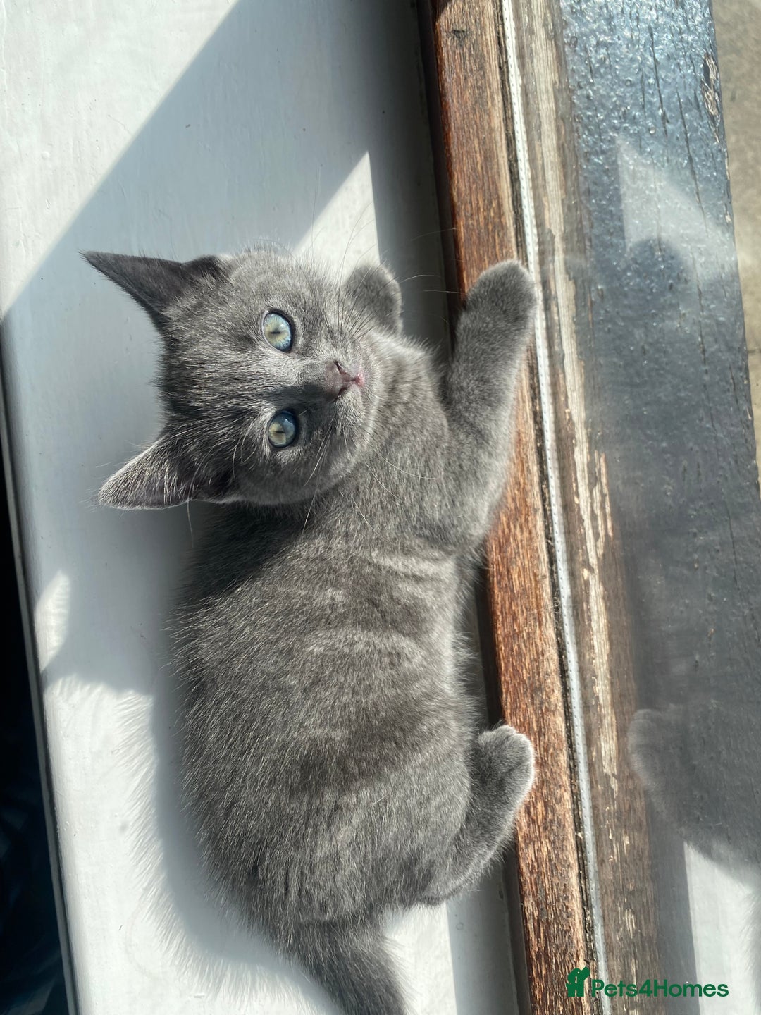 British Shorthair cats for sale: Brittish Shorthair Crossbreed Kittens  - Image 3