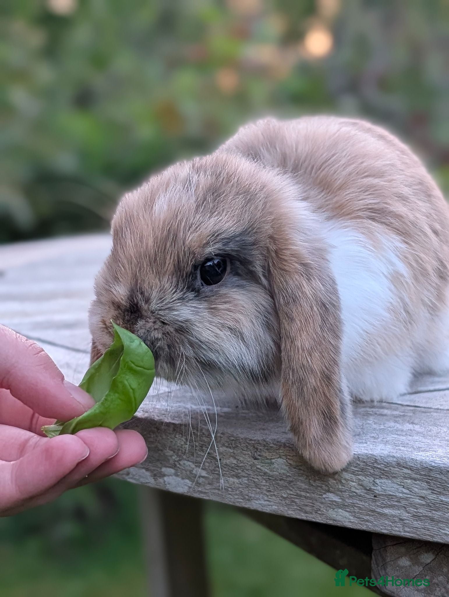 Mini Lop rabbits Adorable Pure Bred Mini Lop Male *Ready Now* - Advert 12