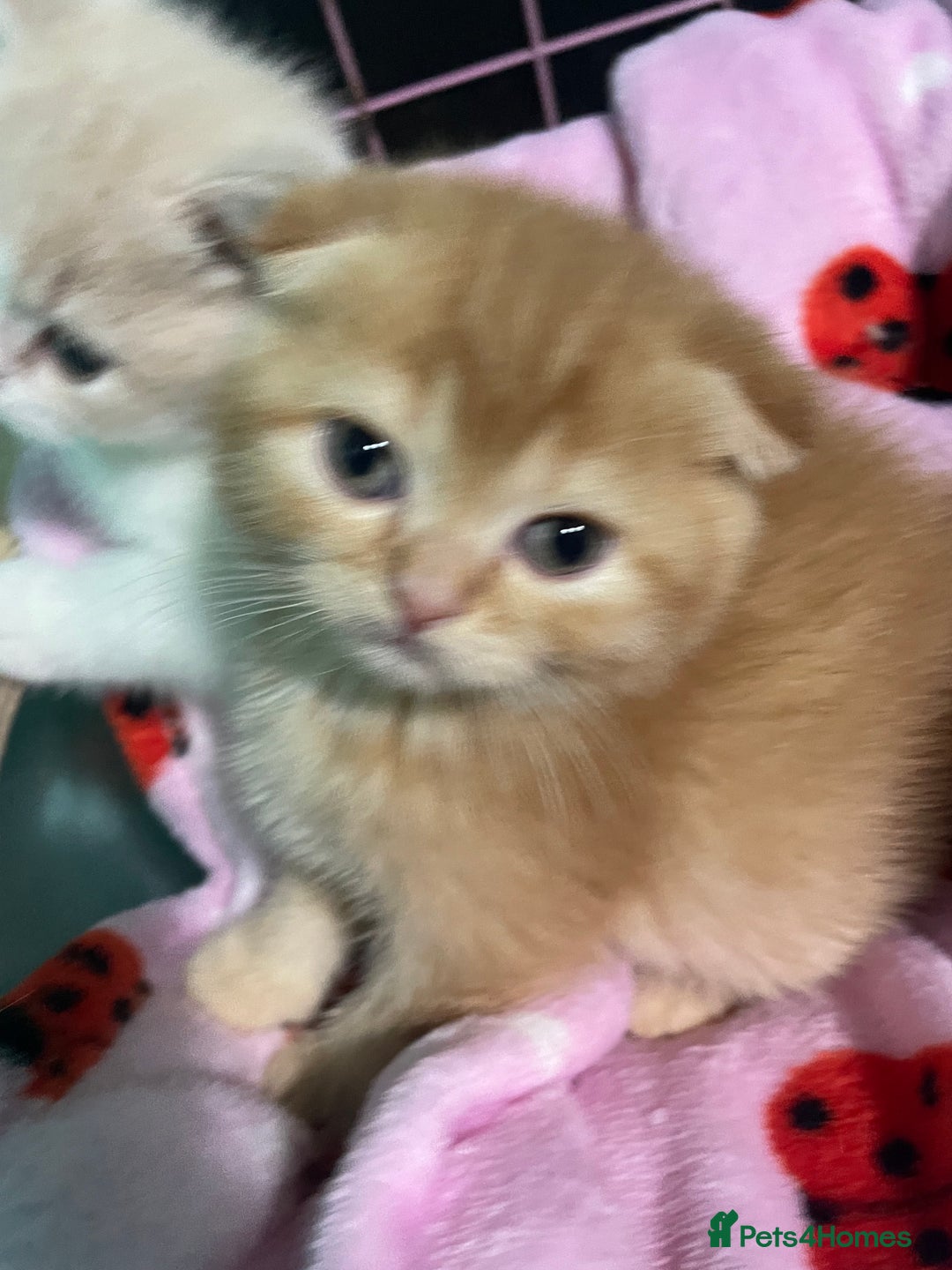 Scottish Fold cats for sale: Scottish fold - Advert 6