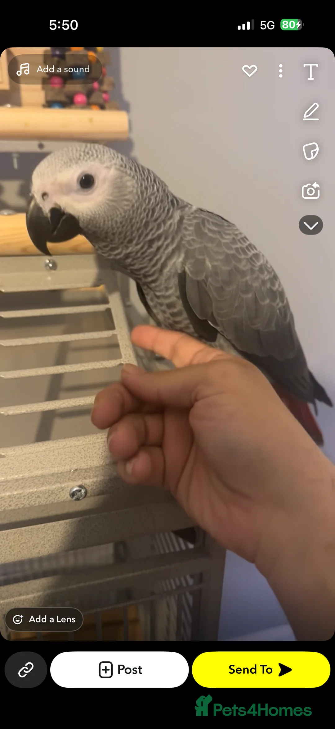 Parrots birds for sale: ECHO AFRICAN GREY PARROT  in Worthing - Advert 5