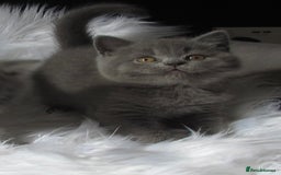 British Shorthair cats for sale: GCCF CHAMPION SIRED BRITISH SHORTHAIR LAST GIRL - Image 6