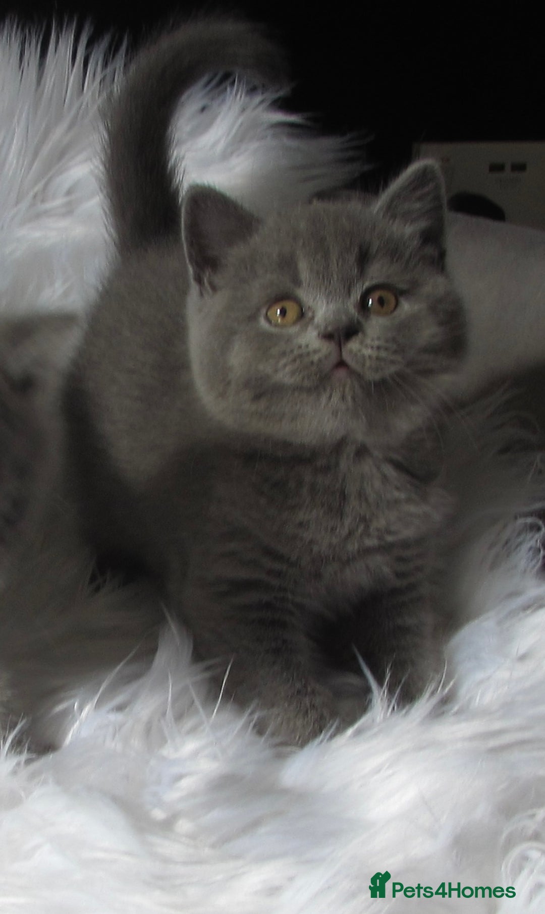 British Shorthair cats for sale: GCCF CHAMPION SIRED BRITISH SHORTHAIR LAST GIRL - Image 6