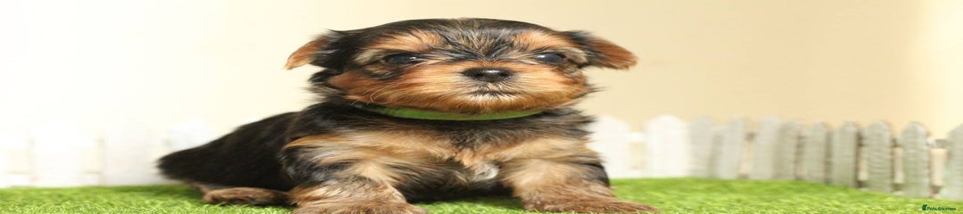 Yorkshire Terrier Puppy 3