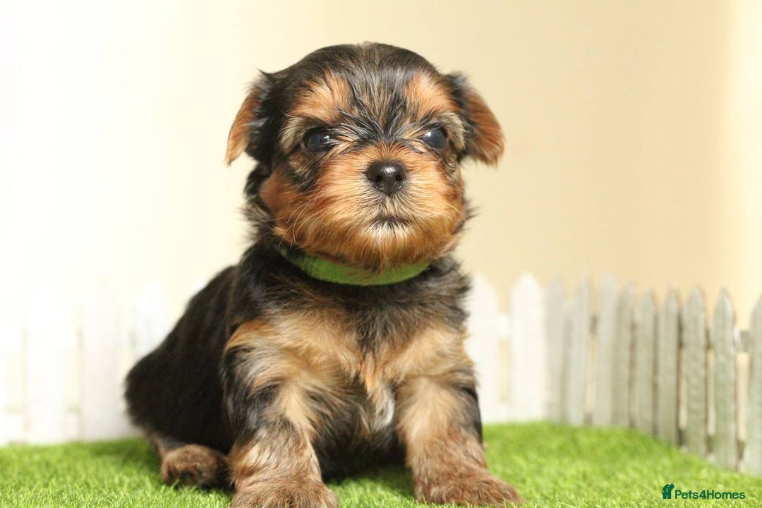 Yorkshire Terrier dogs for sale: Gorgeous Yorkshire puppies  - Image 20