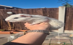 Mini Lop rabbits for sale: Guinea Pigs in Walsall - Image 7