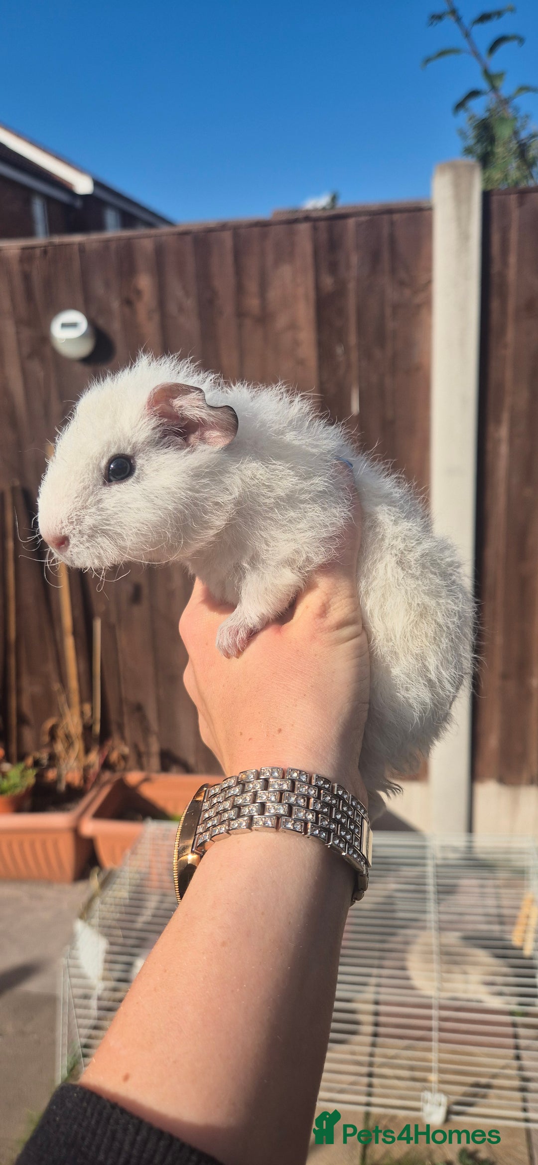 Mini Lop rabbits for sale: Guinea Pigs in Walsall - Image 7