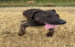 Mixed Breed dogs for sale: 9 month old staffy cross - Image 4