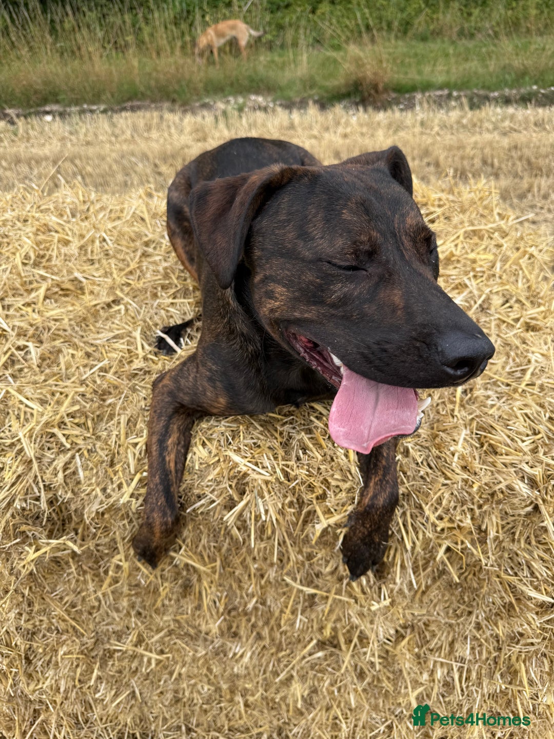 Mixed Breed dogs for sale: 9 month old staffy cross - Image 4
