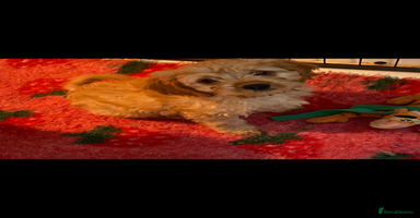 Cavapoo dogs - Advert 1