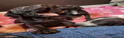 German Shorthaired Pointer dogs for sale: GSP puppies available to reserve - Advert 13