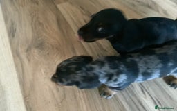 Miniature Dachshund dogs for sale: Miniature dachshund puppies - Image 1