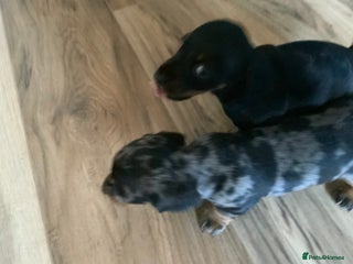 Miniature Dachshund dogs for sale - Advert 1