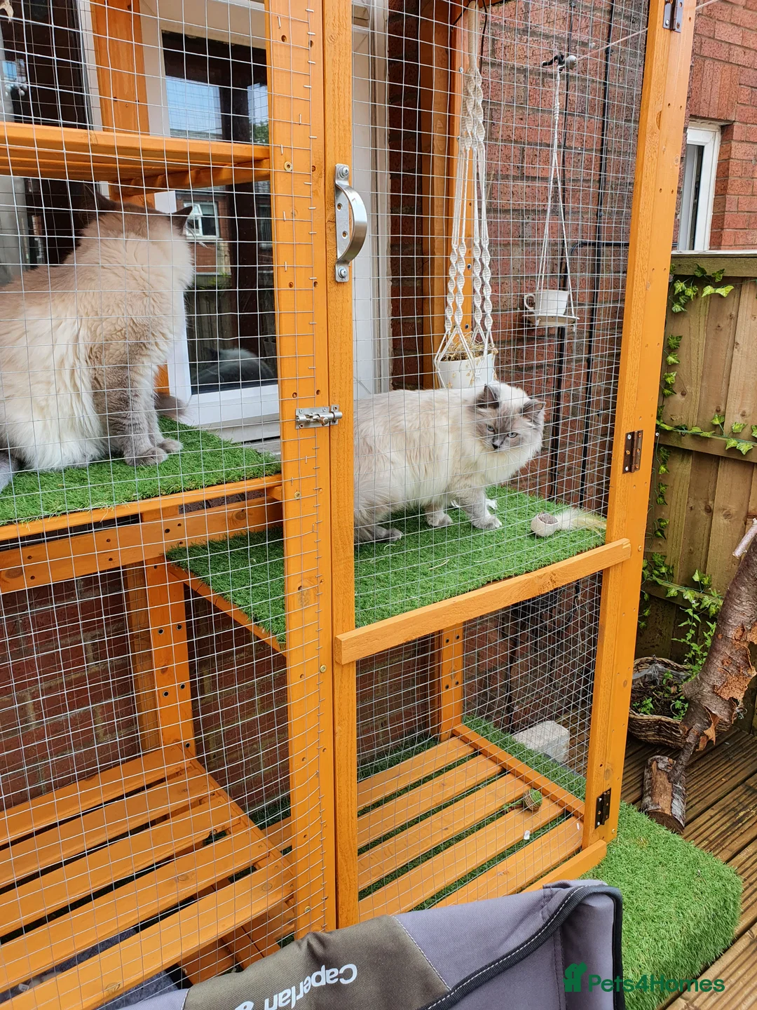 Ragdoll cats for stud: *stud*Gccf & tica entire active bluepoint ragdoll in Oldham - Advert 13