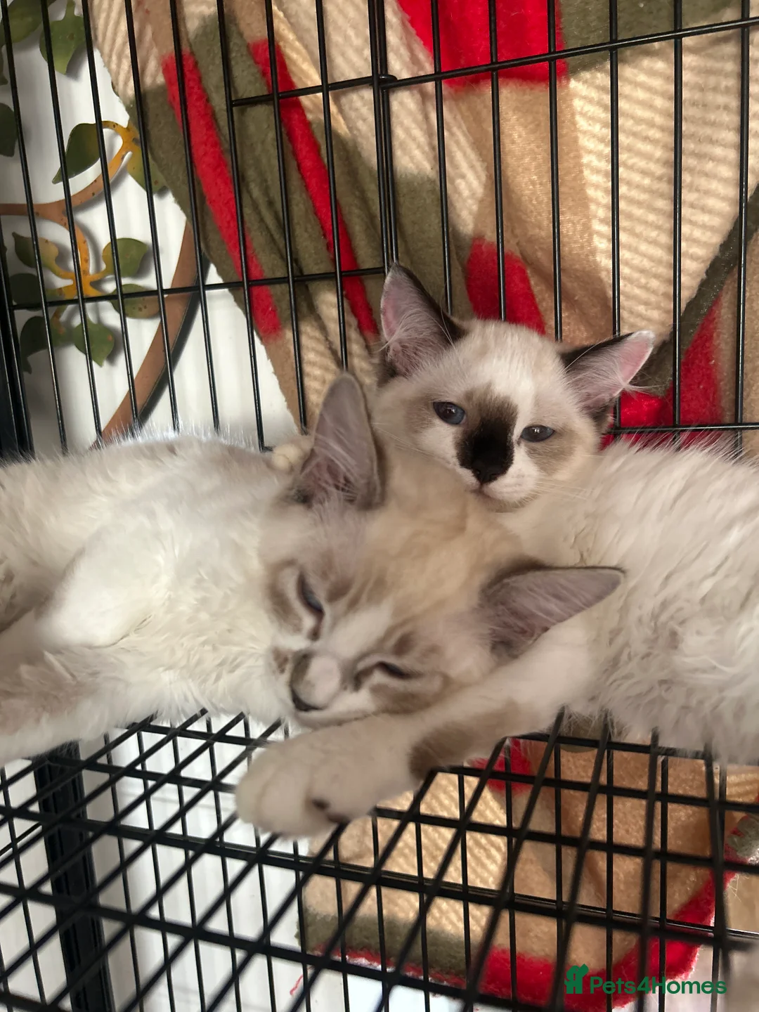 Ragdoll cats for sale: Ragdoll kittens for sale - Advert 2