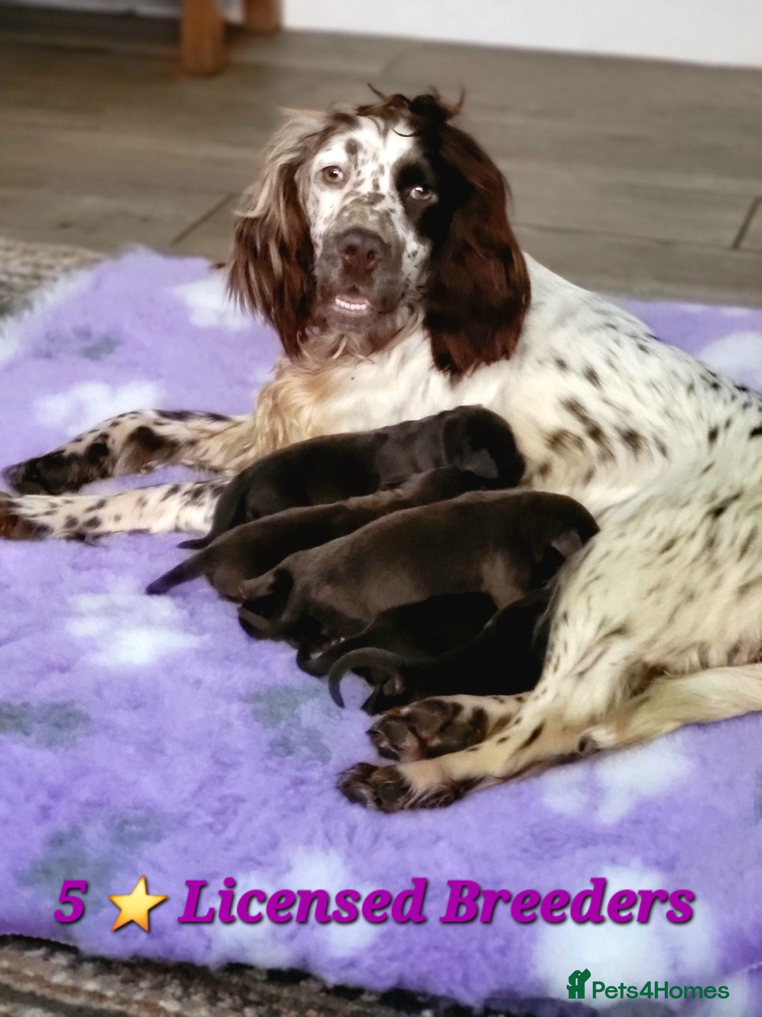 Springador dogs Beautiful Springador Puppies  - Advert 1