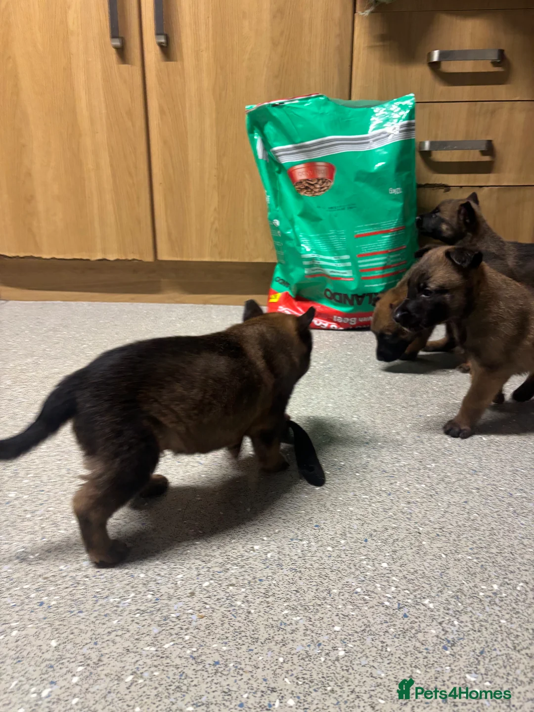 Belgian Shepherd Dog dogs for sale: Belgian shepherd pups - Advert 10