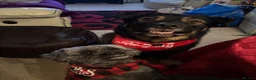 Pugapoo dogs for sale: 4 Year Old Pugapoo  in Bordon - Advert 4