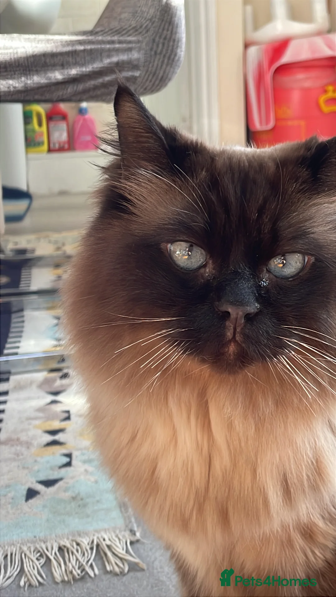 Mixed Breed cats for sale: Prince!  - Advert 2