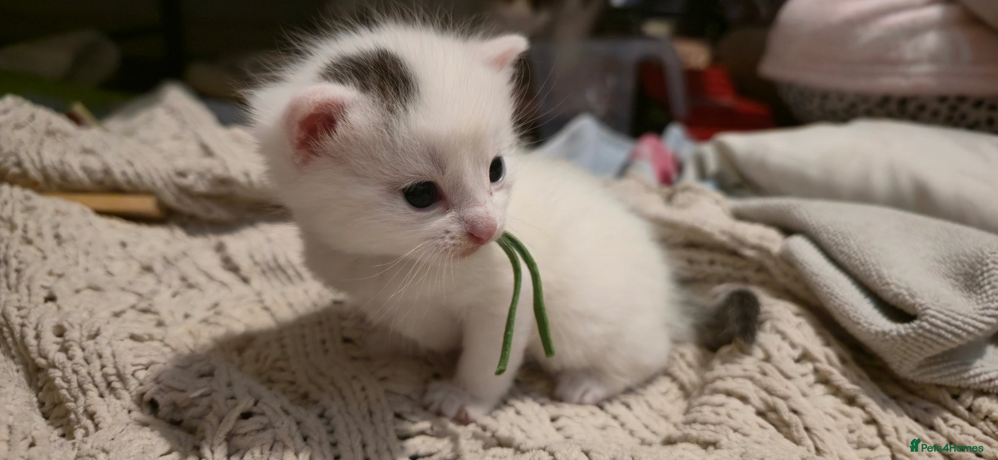 Mixed Breed cats Oreo 2 week old kitten  - Advert 19