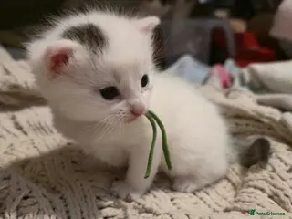 Mixed Breed cats Oreo 2 week old kitten - Advert 19