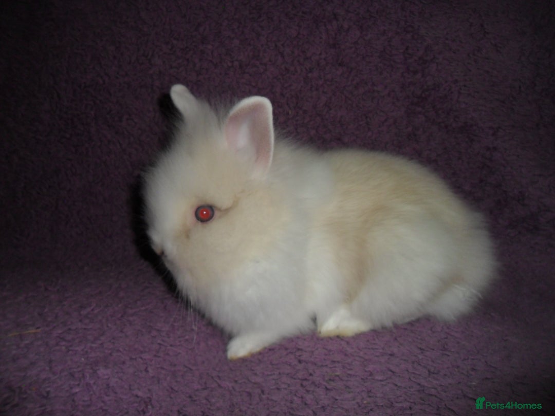 Lionhead rabbits for sale: BEAUTIFUL BABY DOUBLEMANE LIONHEAD RABBITS MALE - Image 8