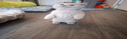 British Shorthair cats for sale: BEAUTIFUL BRITISH SHORTHAIR KITTENS - Advert 3