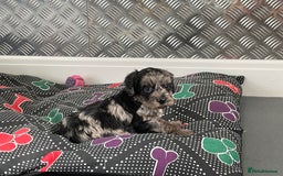 Cockapoo dogs for sale: F1 Cockapoos for sale  - Image 15