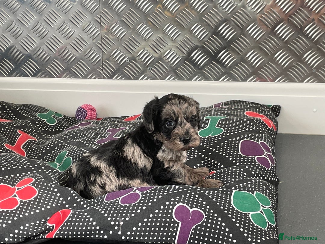 Cockapoo dogs for sale: F1 Cockapoos for sale  - Image 15