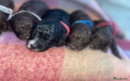 Cockapoo dogs for sale: 7 beautiful cockapoo puppy’s  - Advert 11