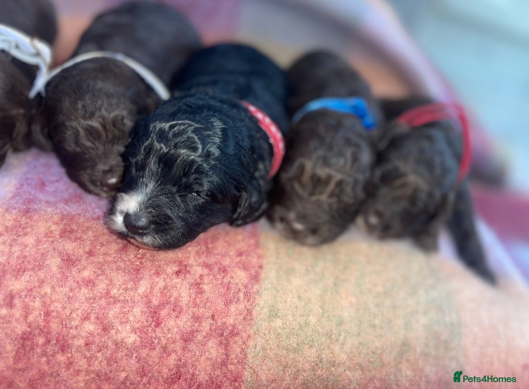 Cockapoo dogs for sale: 7 beautiful cockapoo puppy’s  - Advert 11