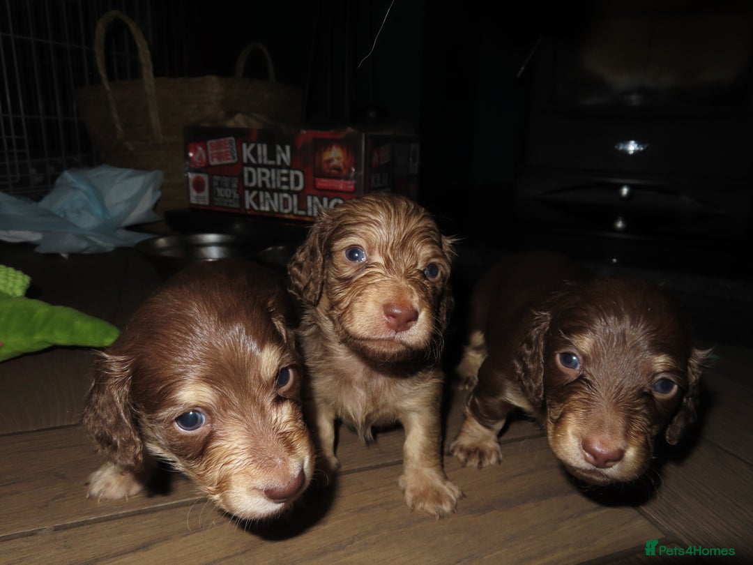 Miniature Dachshund dogs for sale: Long-Haired KC Miniature Dachshund Puppies  - Advert 14