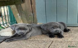 Labrador Retriever dogs for sale: Beautiful Silver & Charcoal KC Labs - Image 21