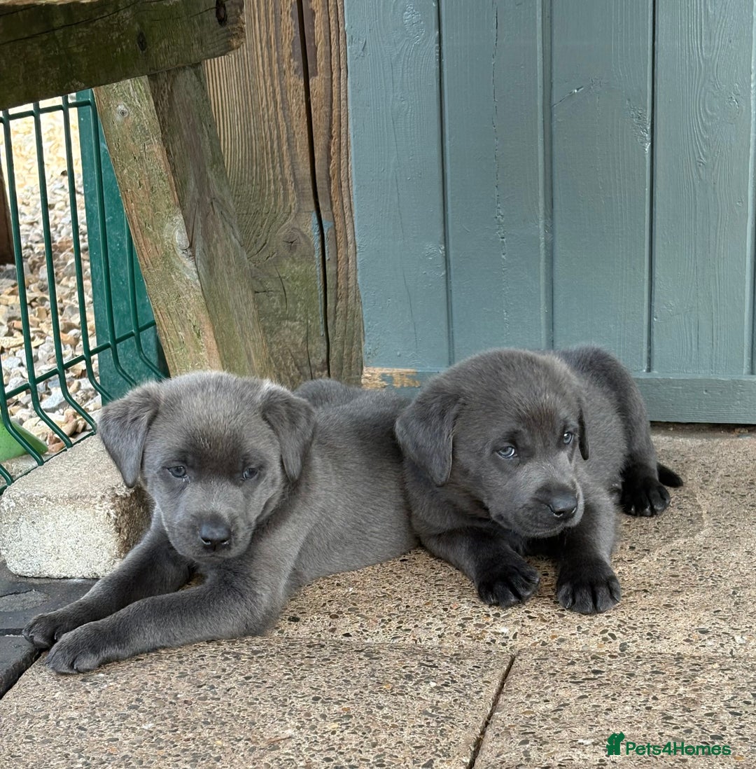 Labrador Retriever dogs for sale: Beautiful Silver & Charcoal KC Labs - Image 21