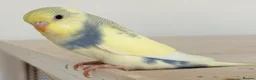Budgerigars birds for sale: Beautiful Baby Budgies - Advert 9