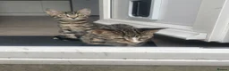 Mixed Breed cats for sale: Two Sisters 16 weeks old - Advert 5