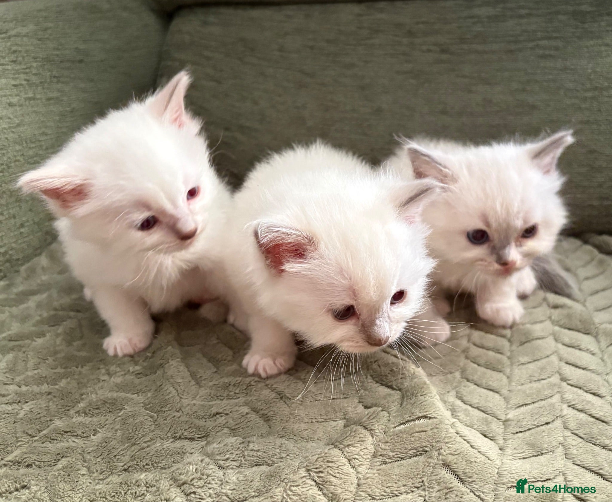 Ragdoll cats Pure breed ragdolls - Advert 14