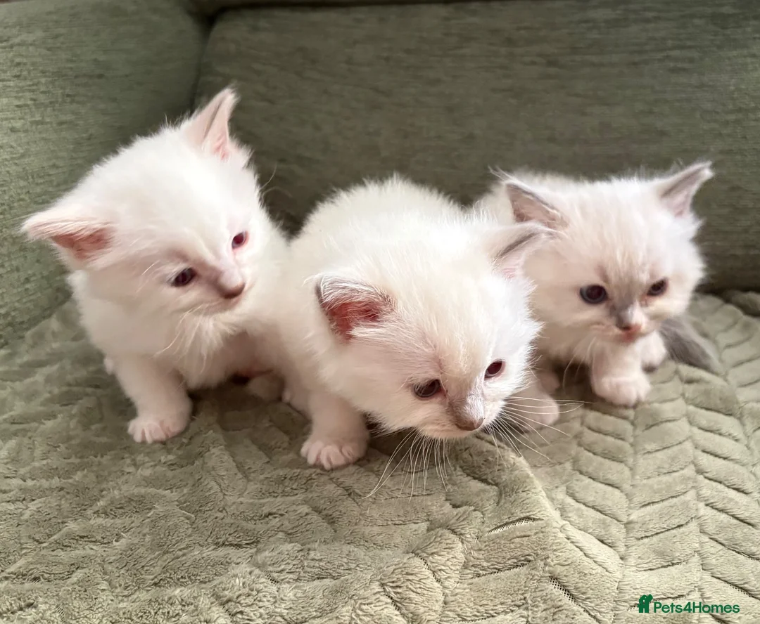 Ragdoll cats for sale: Pure breed ragdolls in Colchester - Advert 1