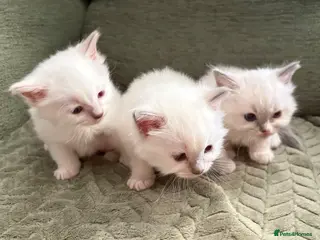 Ragdoll cats Pure breed ragdolls - Advert 6