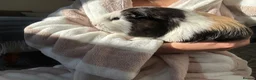 Guinea Pig rodents for sale: 2 Female Guinea pig sisters - Advert 26