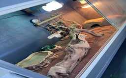 Bearded Dragon reptiles for sale: Vivarium tank set up  - Image 5