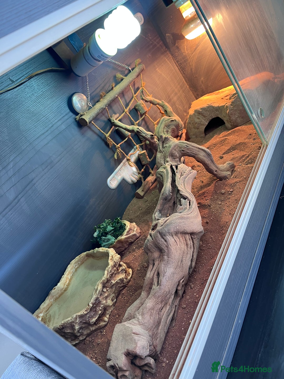 Bearded Dragon reptiles for sale: Vivarium tank set up  - Image 5