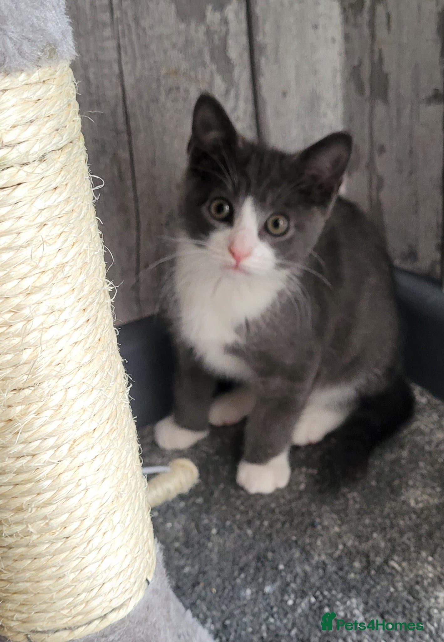 Domestic Shorthair cats 2 cute cuddly girls left - Advert 5