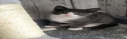 Domestic Shorthair cats for sale: 2 female adorable affectionate kittens in Seaton - Advert 6