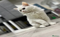 Turkish Angora cats for sale: 🐾 Gorgeous 5-Month-Old White Male Kitten 🐾 - Image 3